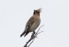 Waxwing at Pitsea (Steve Arlow) (175493 bytes)